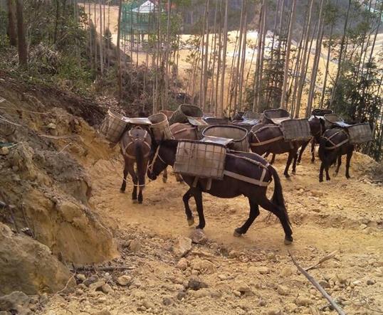 山區(qū)馬隊運輸