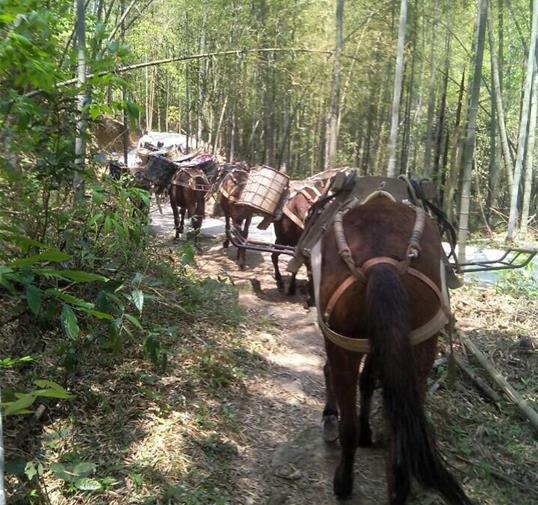 騾馬運(yùn)輸公司