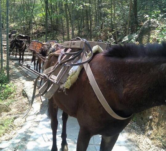 山路騾馬運輸