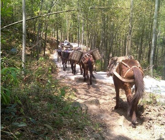 馬幫運輸電話