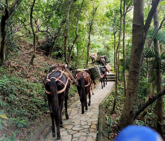 馬隊(duì)運(yùn)輸電話